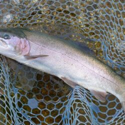 久しぶりのイトウ ～フィッシングパーク高島の泉～